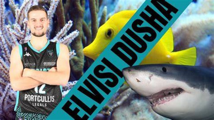 Elvisi Dusha